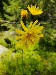 Hieracium