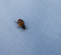 Hippodamia variegata