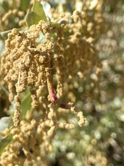 Neolasioptera willistoni