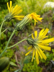 Hieracium