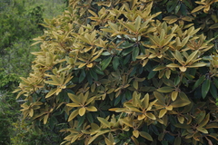 Rhododendron hyperythrum