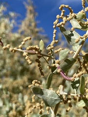 Neolasioptera willistoni