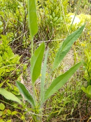 Hieracium