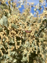 Neolasioptera willistoni