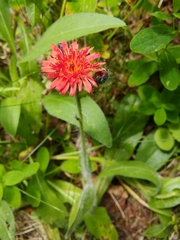 Pilosella aurantiaca