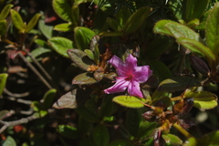 Rhododendron rubropilosum