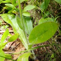 Pilosella aurantiaca