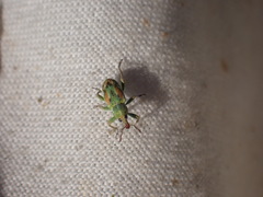 Coniatus tamarisci