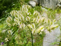 Selineae