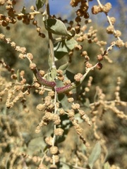 Neolasioptera willistoni