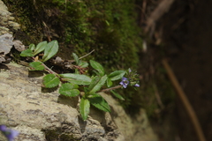 Veronica morrisonicola