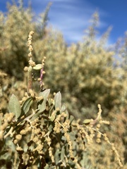 Neolasioptera willistoni