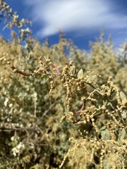 Neolasioptera willistoni