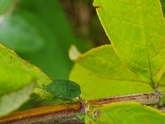 Palomena prasina