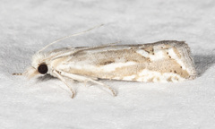 Pelochrista serpentana