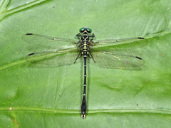 Heliogomphus retroflexus
