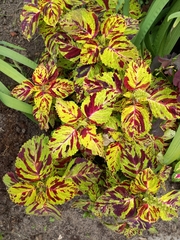 Coleus scutellarioides