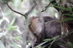 Macaca thibetana