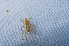 Clubiona