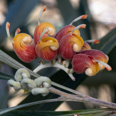 Grevillea refracta