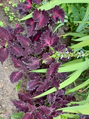 Coleus scutellarioides