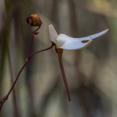 Utricularia leptoplectra