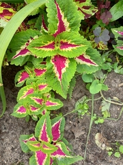 Coleus scutellarioides