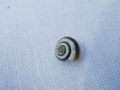 Cernuella virgata
