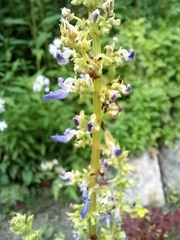 Coleus scutellarioides