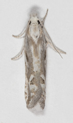 Pelochrista serpentana