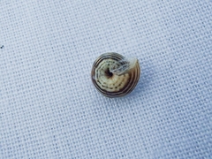 Cernuella virgata