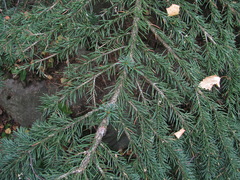 Picea orientalis