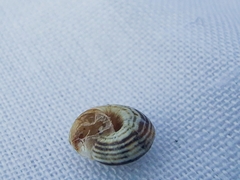 Cernuella virgata