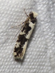 Neurothaumasia ankerella