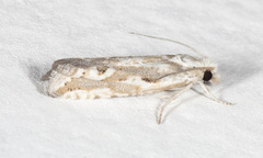 Pelochrista serpentana