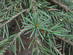 Picea orientalis