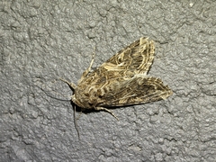 Spodoptera praefica