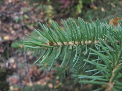 Picea orientalis
