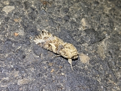 Spodoptera praefica