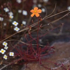 Drosera aurantiaca