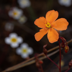 Drosera aurantiaca