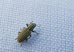 Sitona lineatus