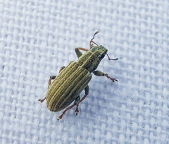Sitona lineatus