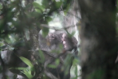 Macaca thibetana