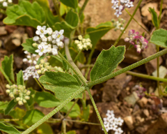 Homalocarpus dichotomus