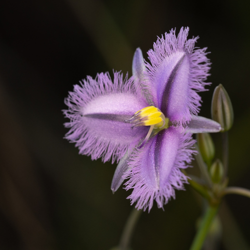 Thysanotus chinensis Benth.