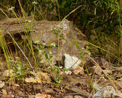 Homalocarpus dichotomus