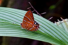 Saribia ochracea