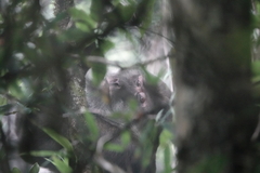 Macaca thibetana