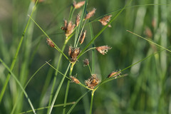 Bolboschoenus laticarpus